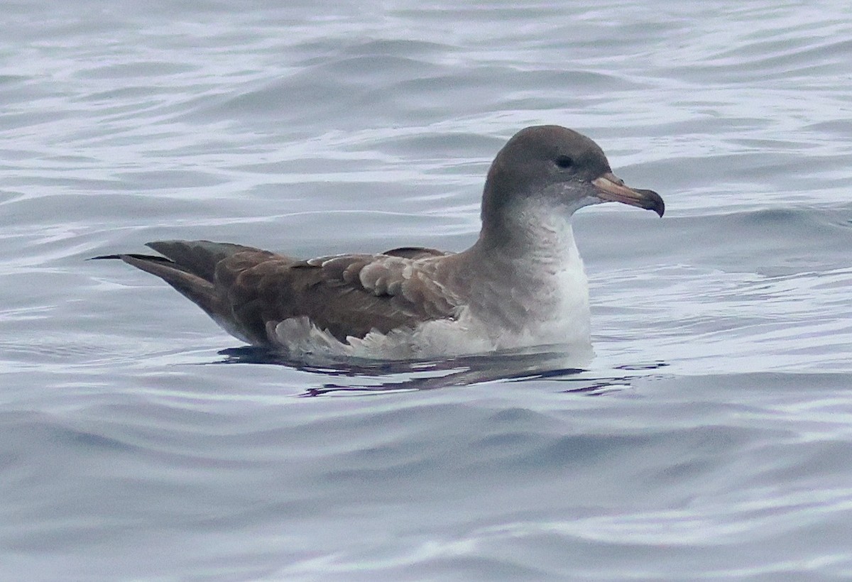 Pink-footed Shearwater - ML642672305