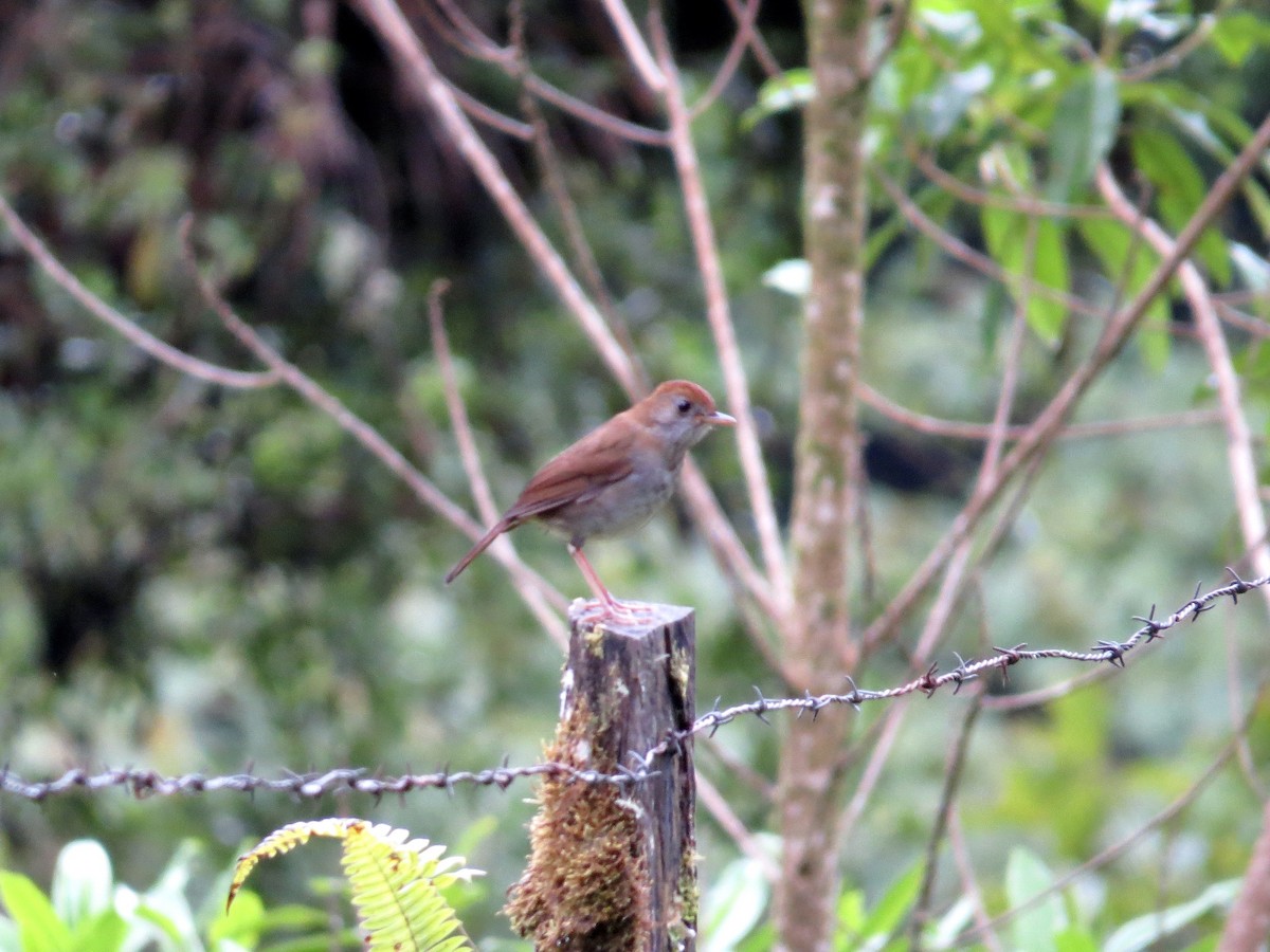Ruddy-capped Nightingale-Thrush - ML642672313