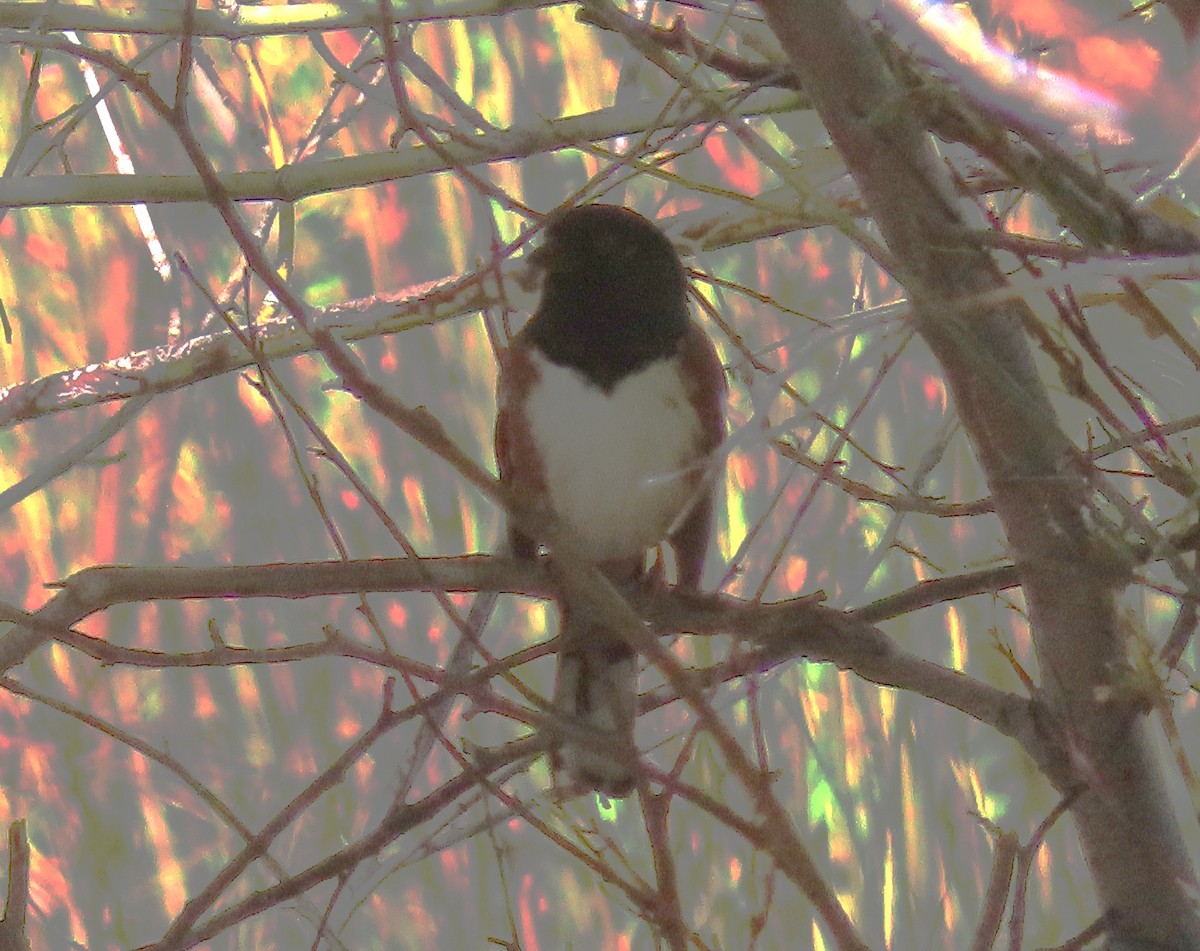 Spotted Towhee - ML642672326