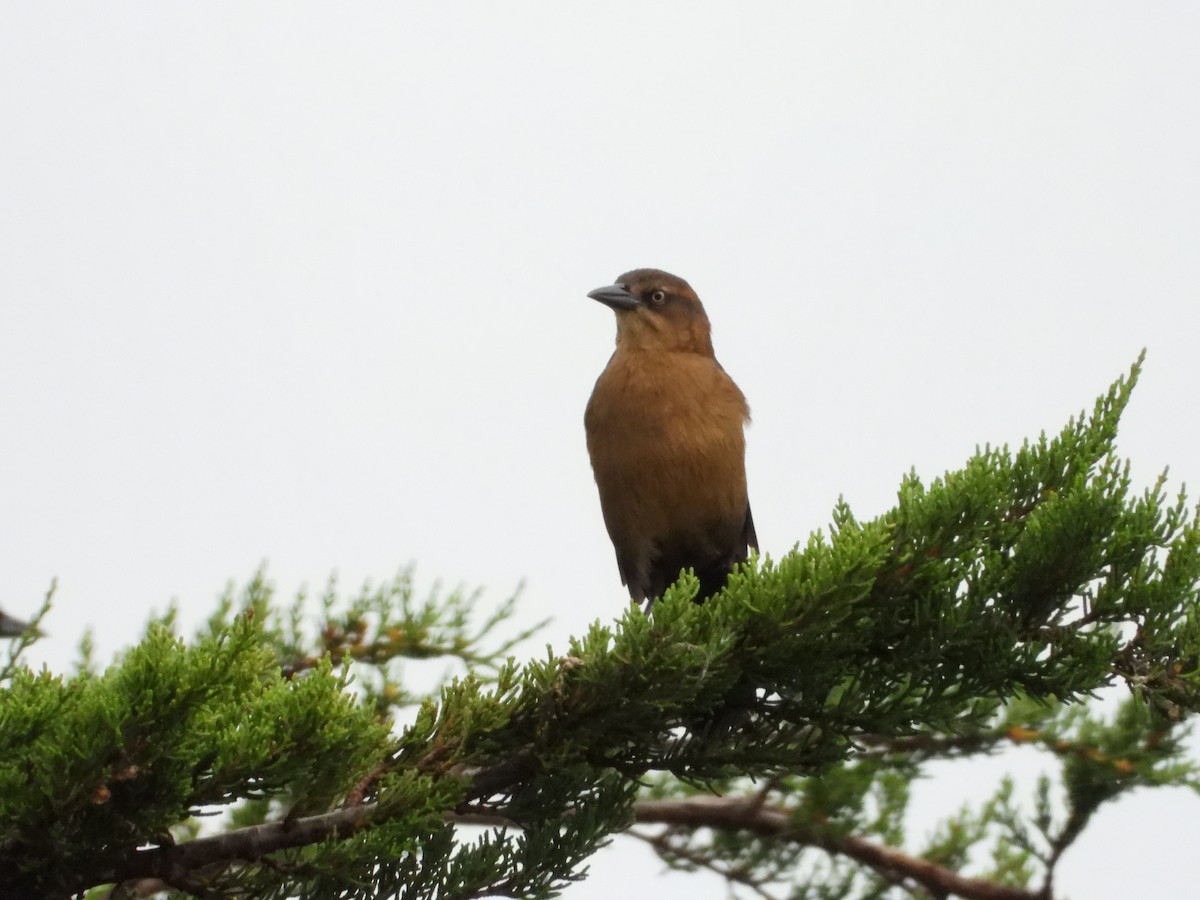 Great-tailed Grackle - ML642672334