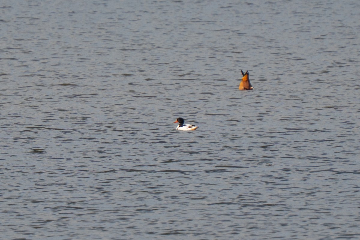 Пеганка - ML642672337