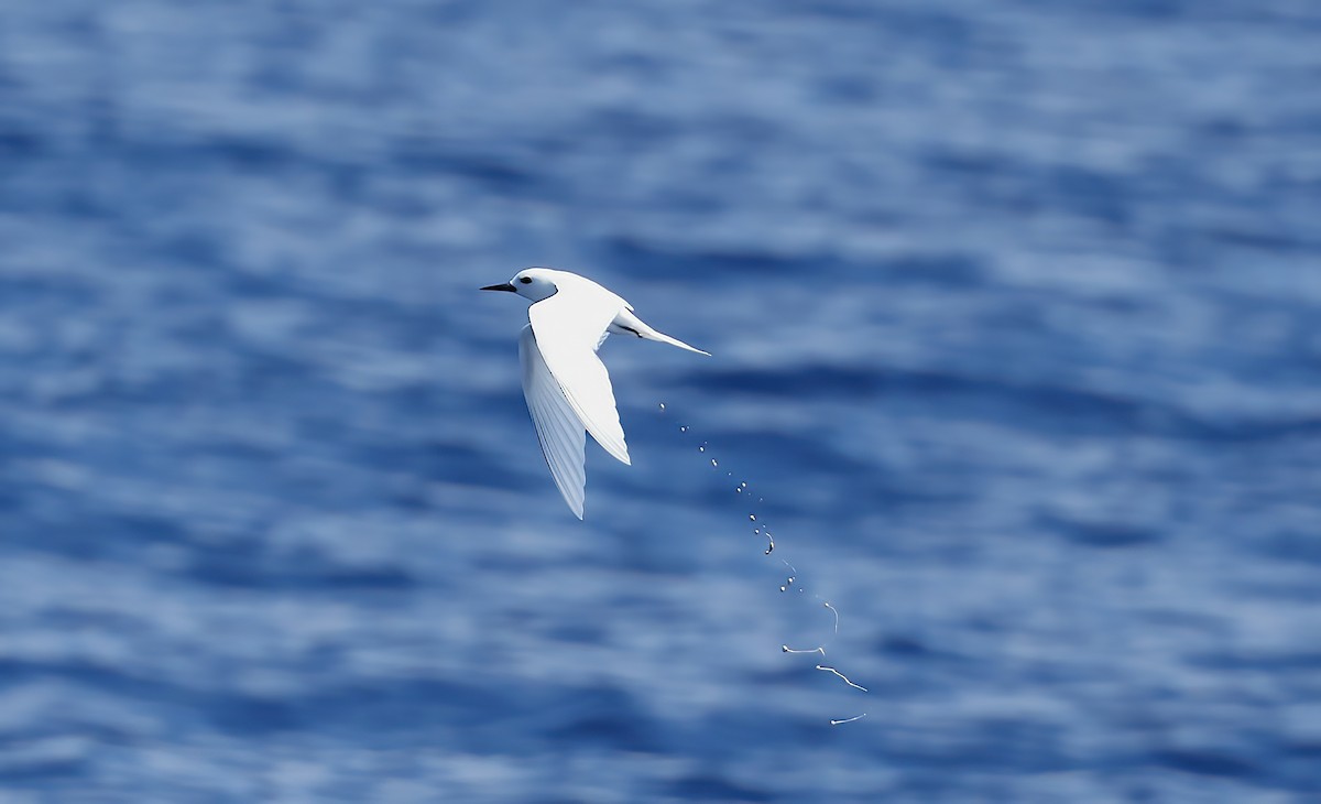 White Tern - ML642672339