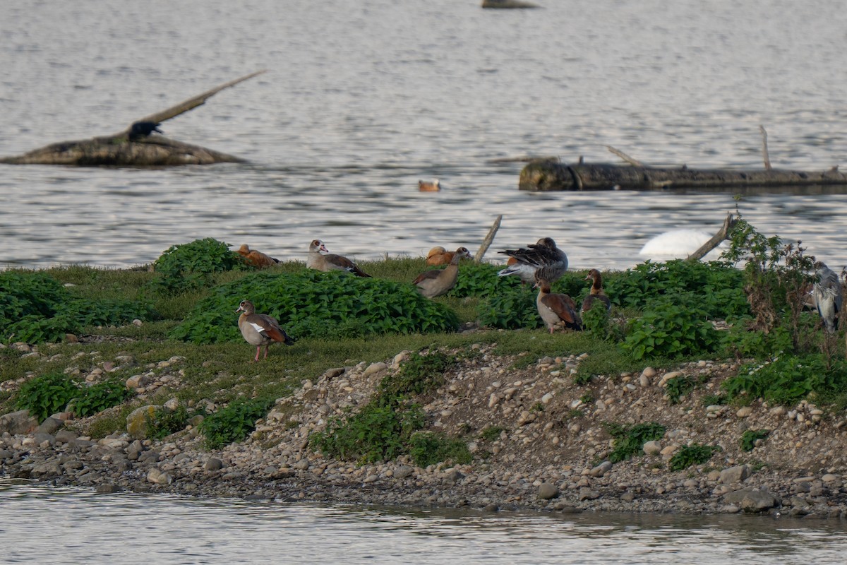 Нильский гусь - ML642672341