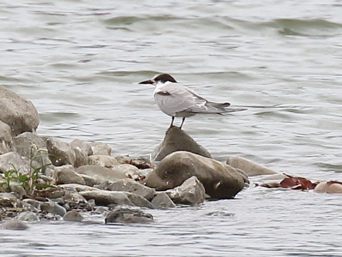 Common Tern (hirundo/tibetana) - ML642672342