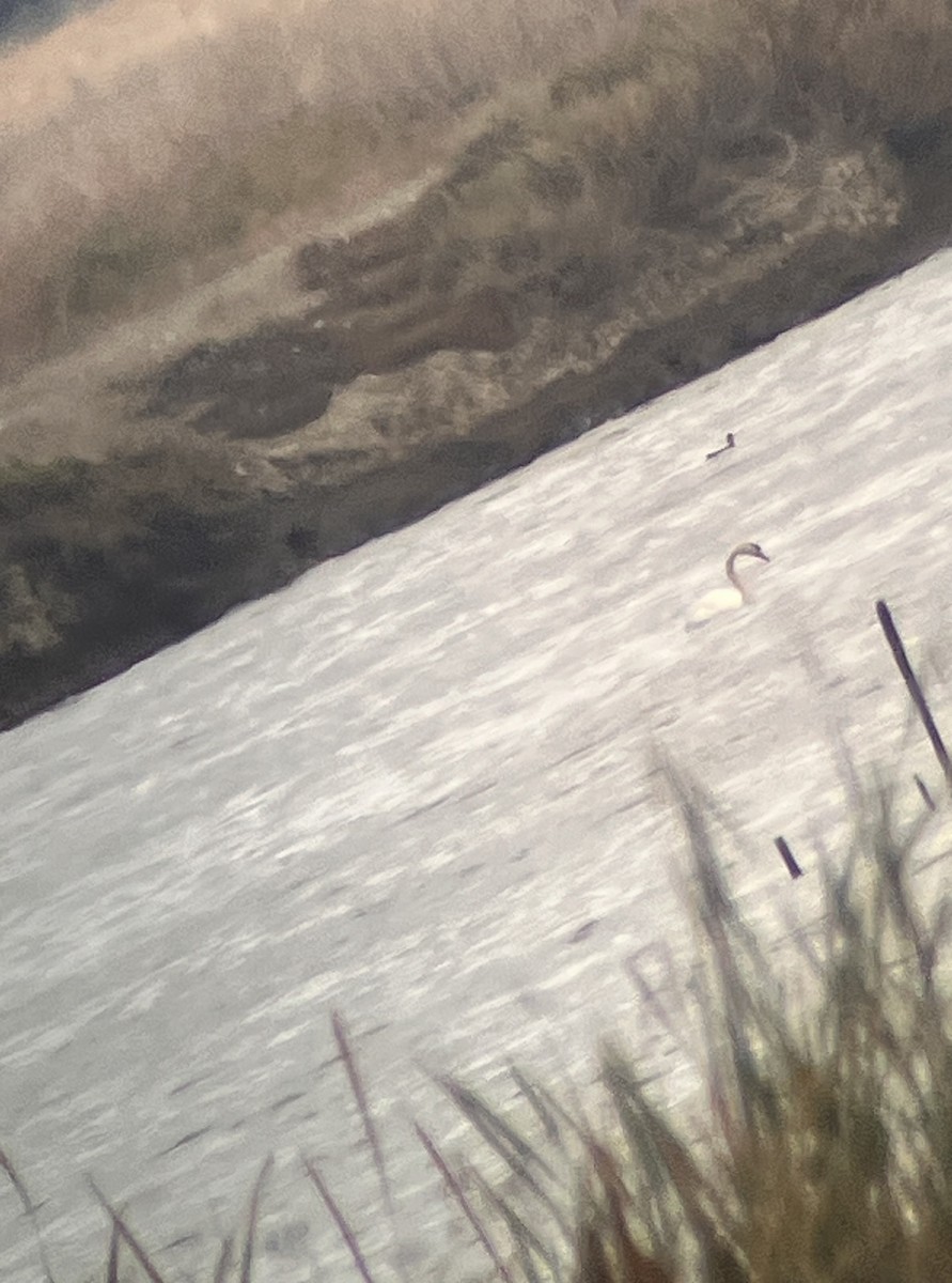Mute Swan - ML642672345