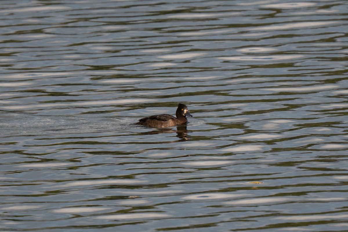Tufted Duck - ML642672346