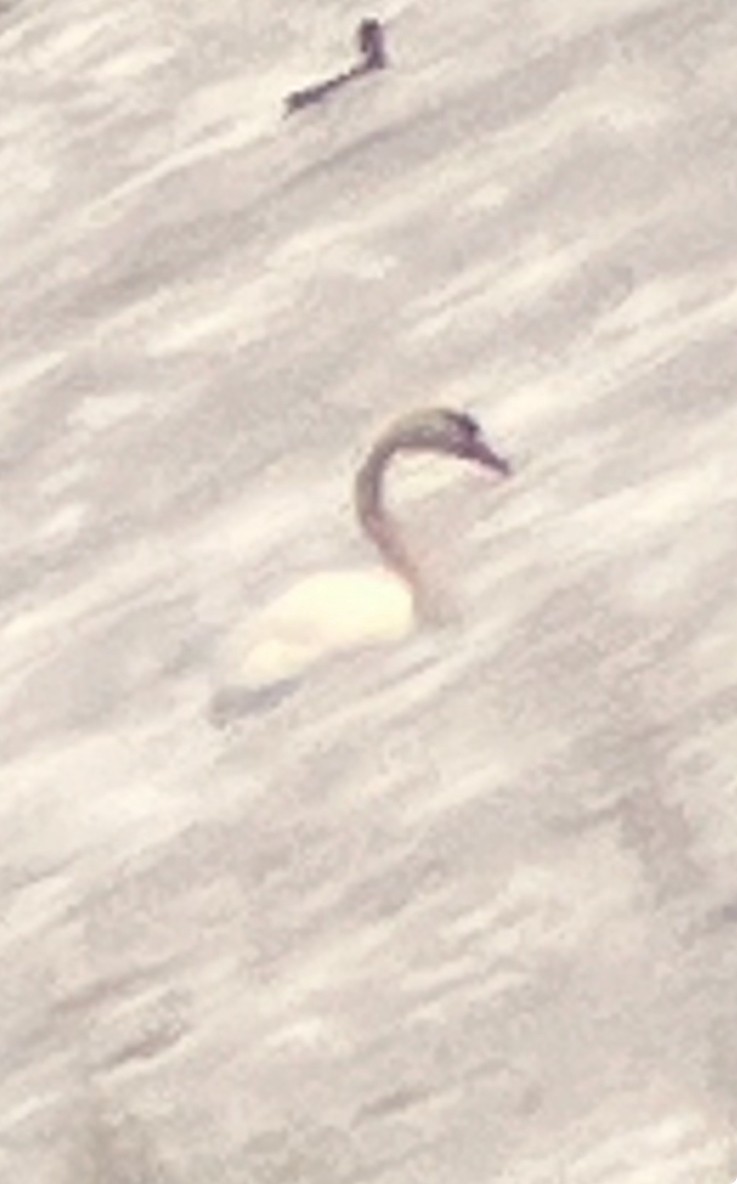 Mute Swan - ML642672349