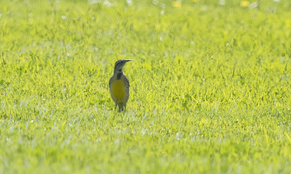 Western Meadowlark - ML642672350