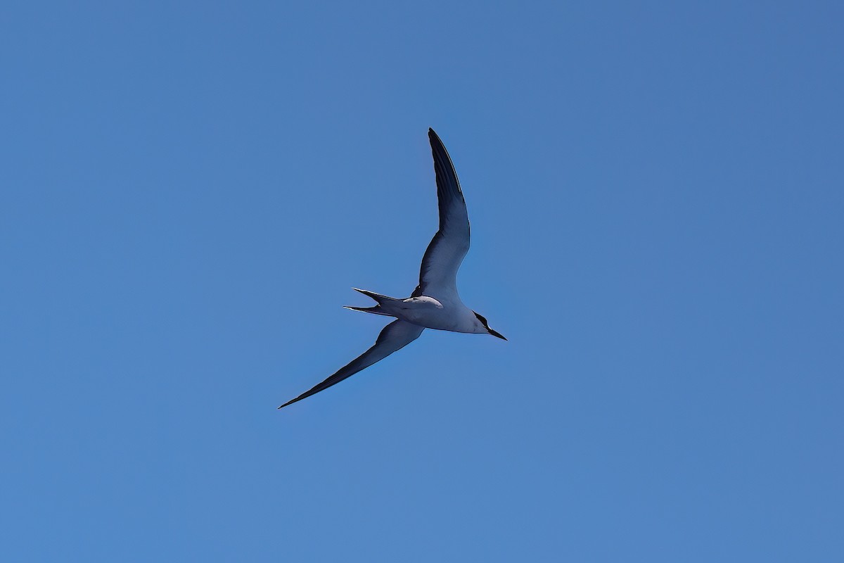 Sooty Tern - ML642672354