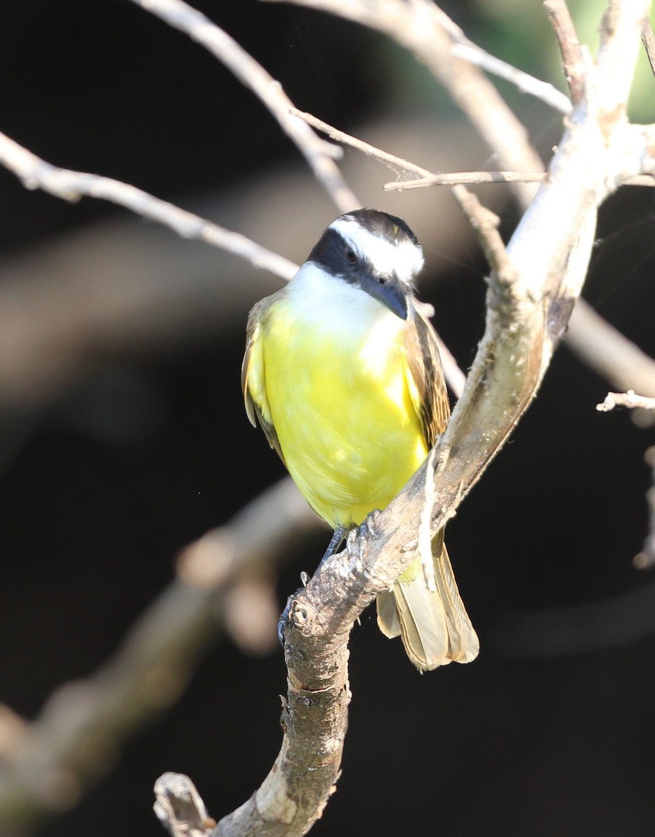 Lesser Kiskadee - ML642672356