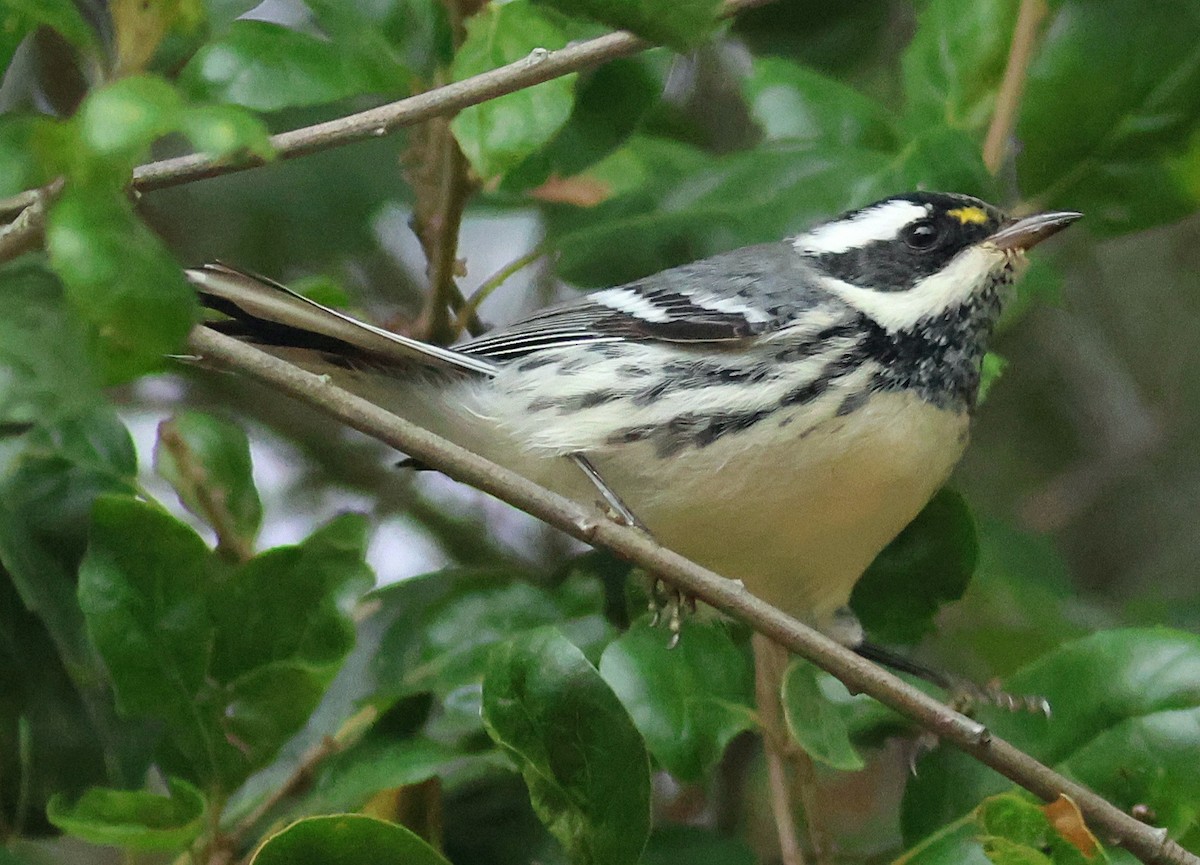 Black-throated Gray Warbler - ML642672358