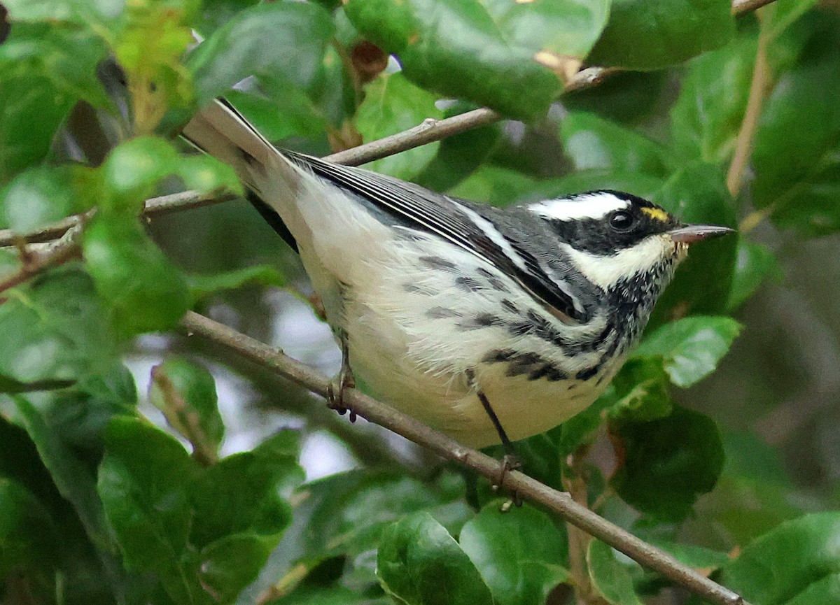Black-throated Gray Warbler - ML642672360