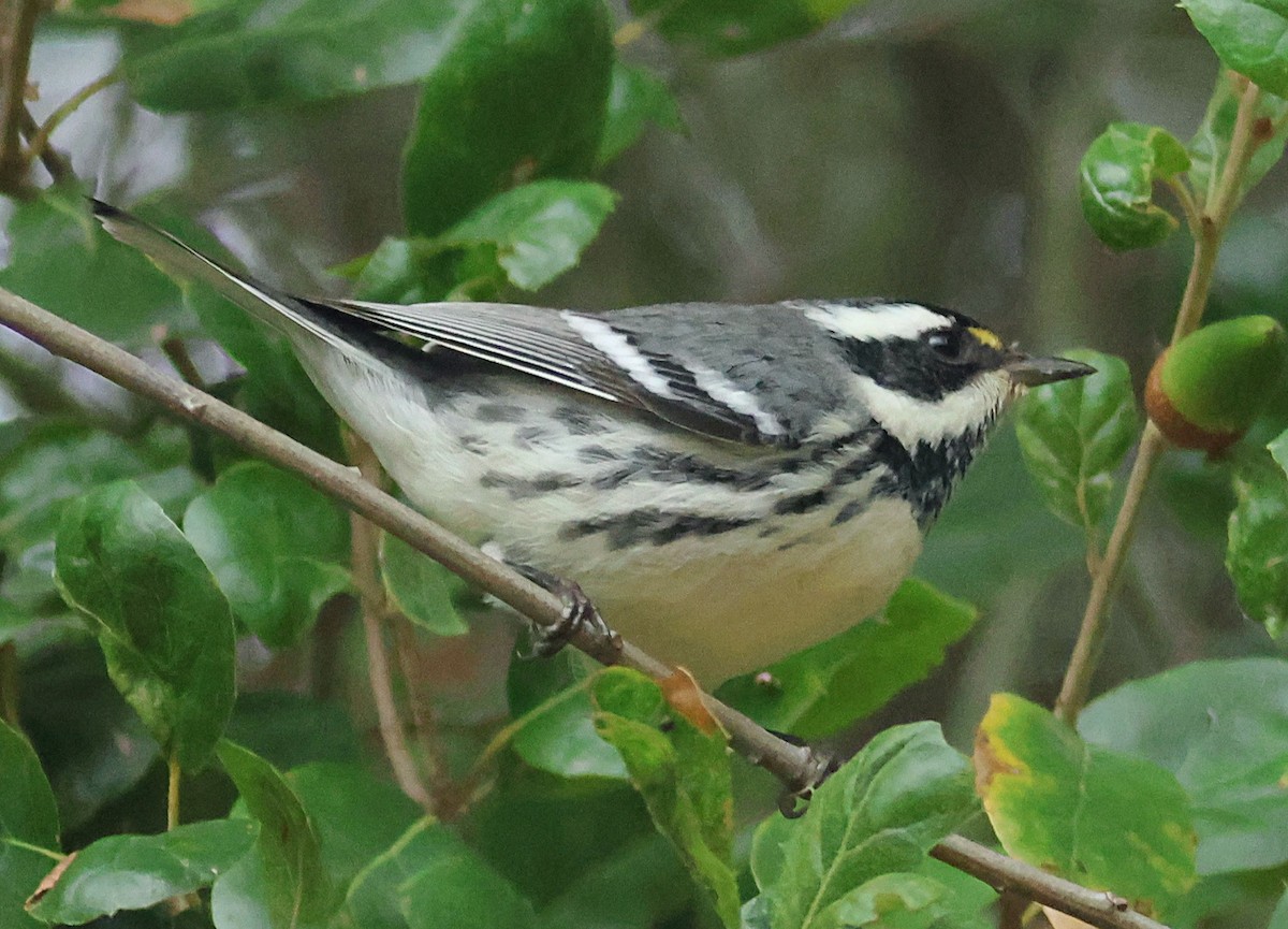 Black-throated Gray Warbler - ML642672361