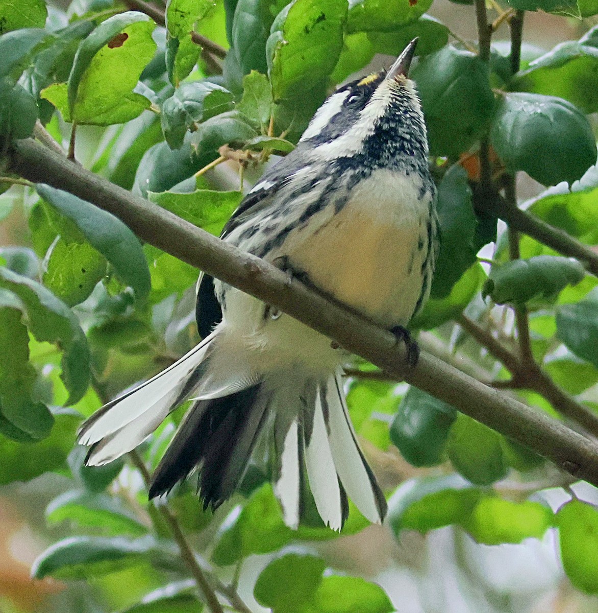 Black-throated Gray Warbler - ML642672362