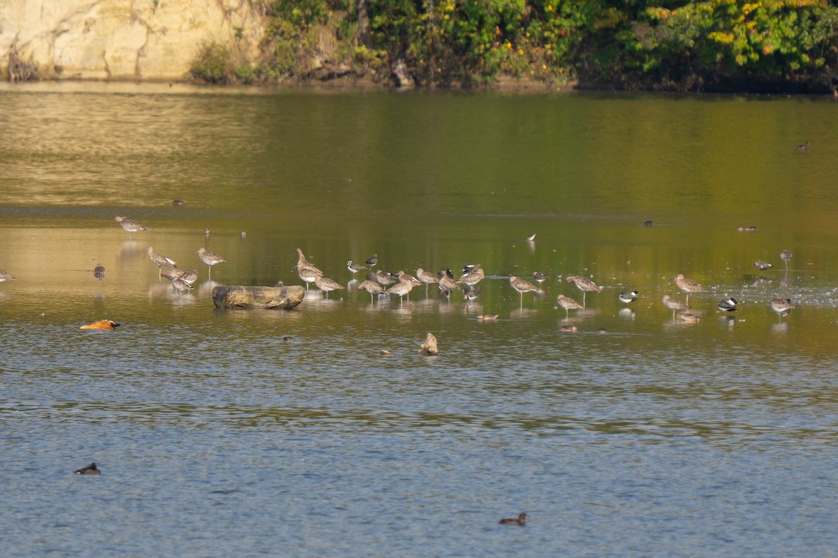 Большой кроншнеп - ML642672365