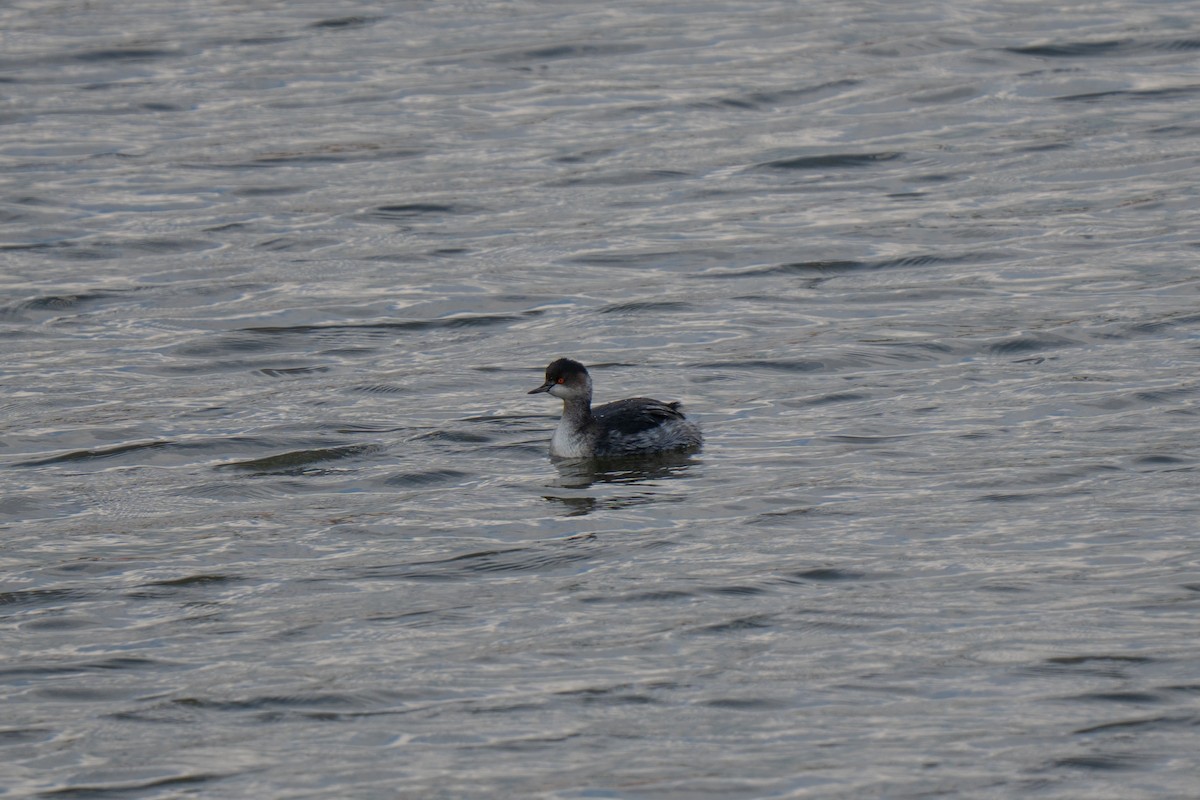 Черношейная поганка - ML642672369