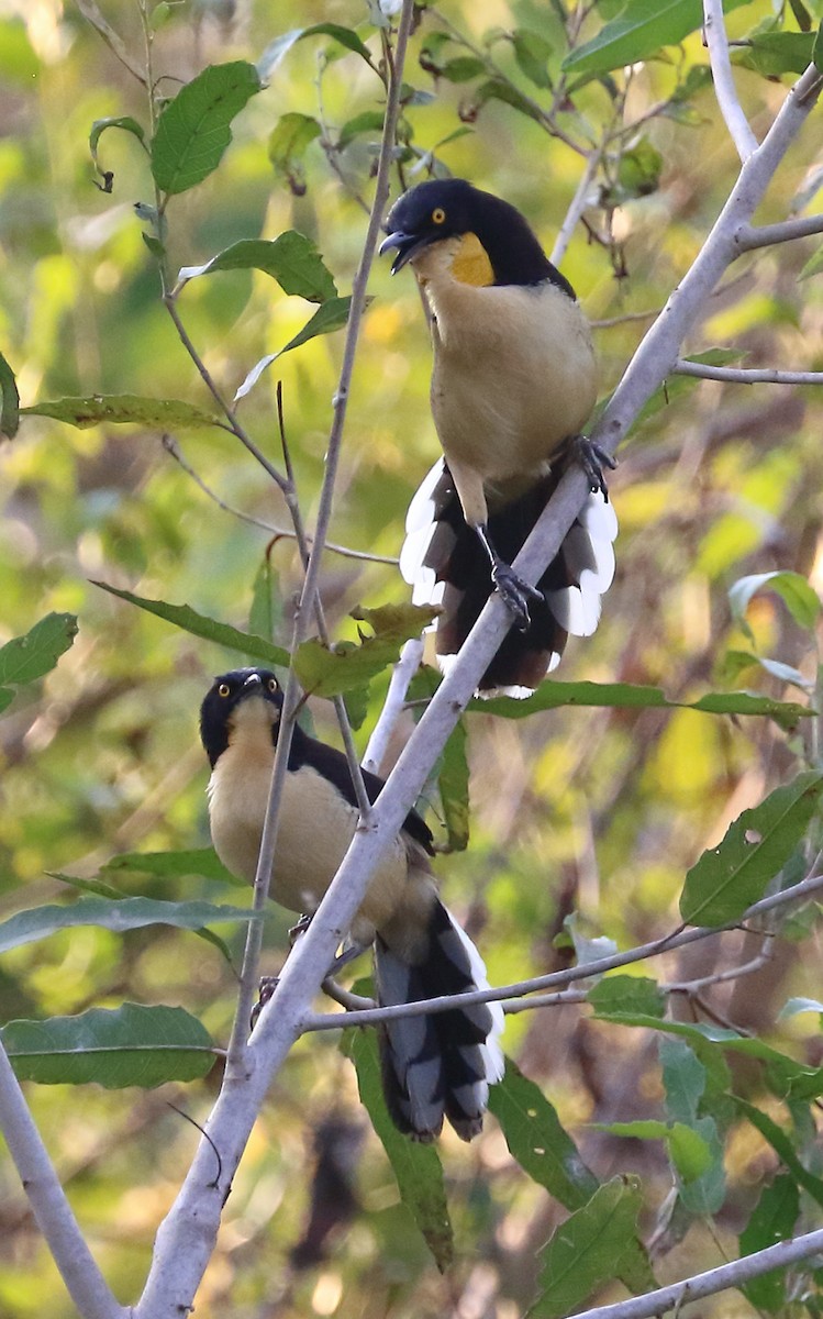 Black-capped Donacobius - ML642672371