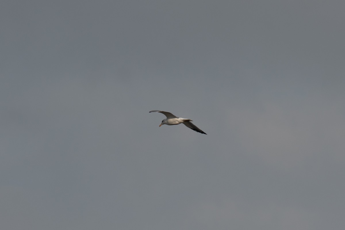 Средиземноморская чайка - ML642672373