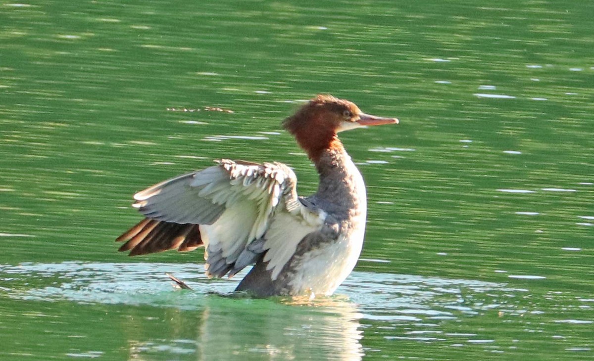 Common Merganser - ML642672382
