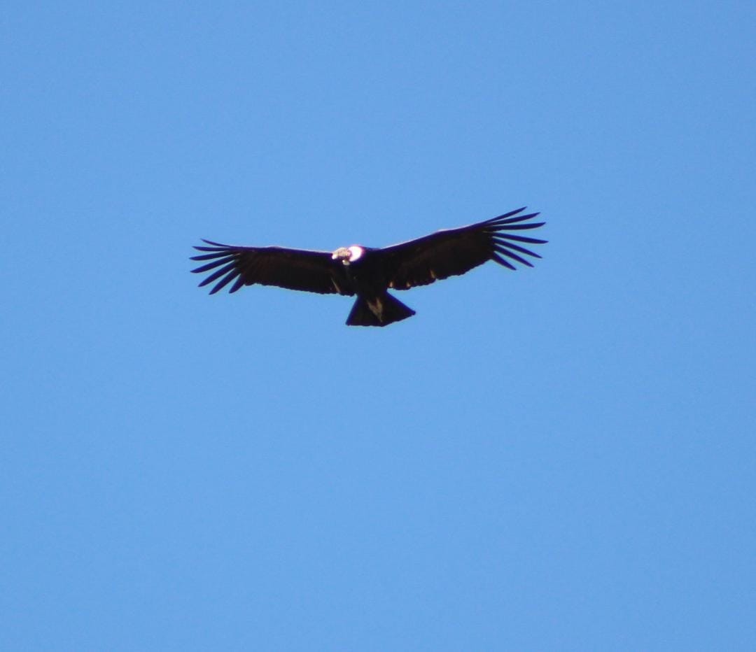 Condor des Andes - ML642672383