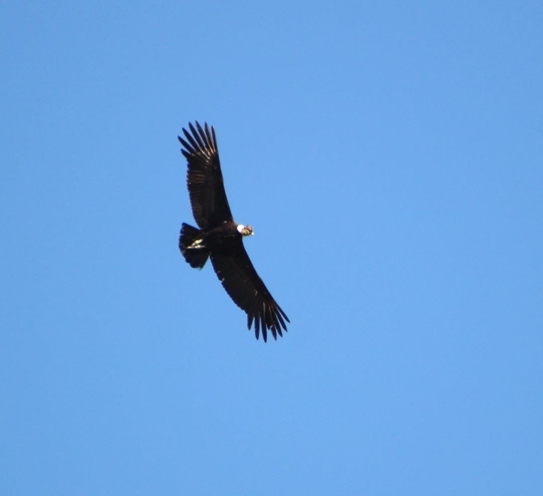 Condor des Andes - ML642672384