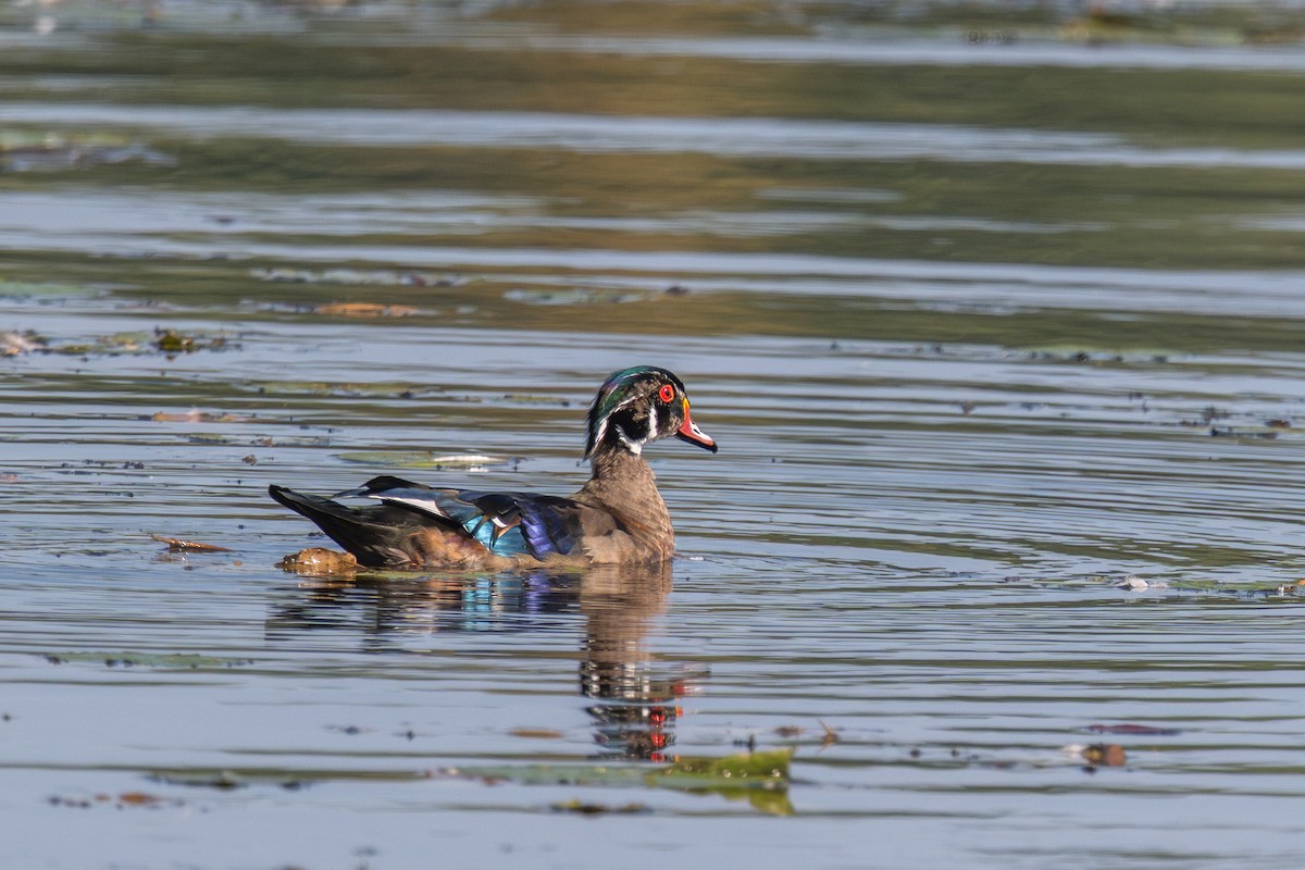 Wood Duck - ML642672390