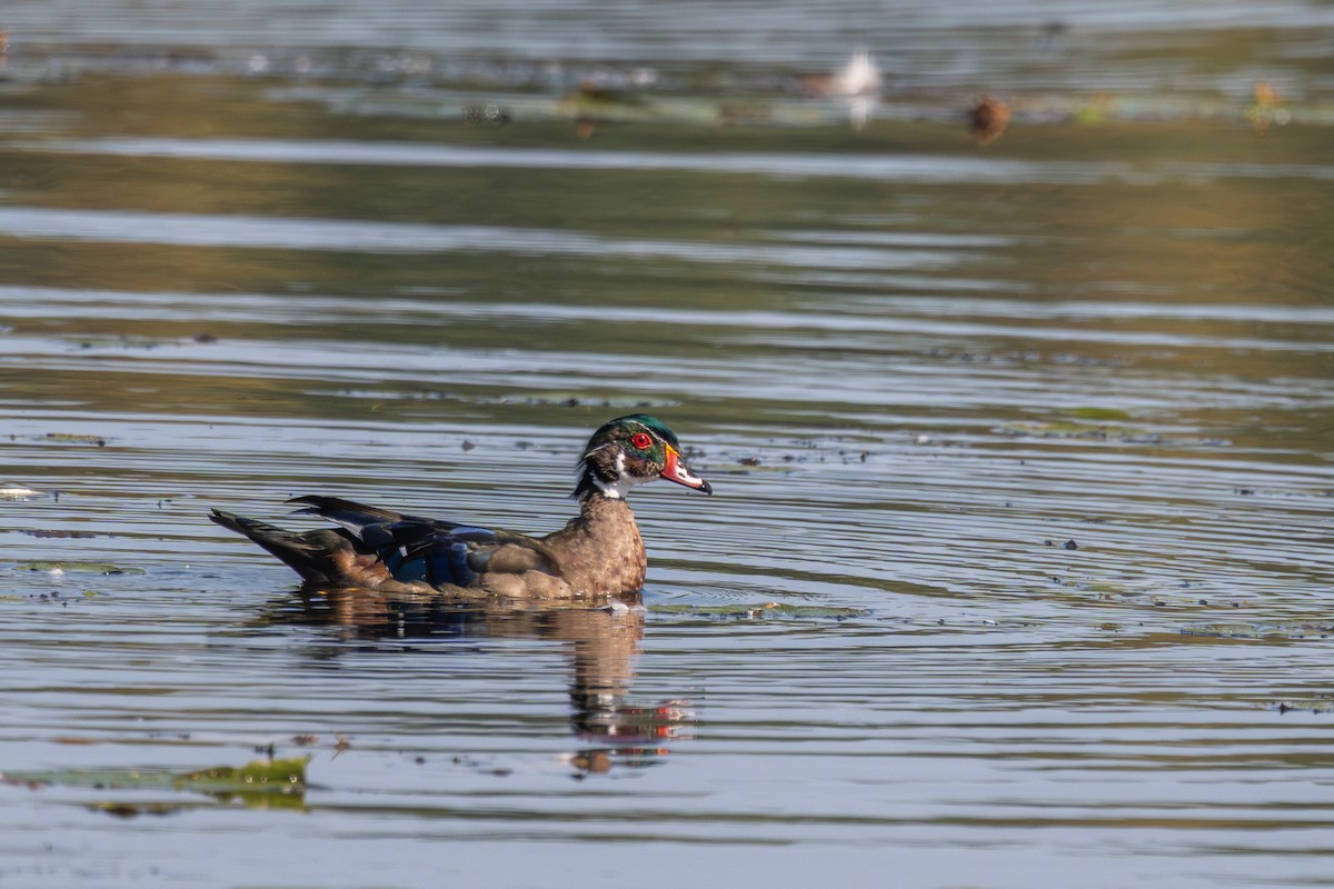 Wood Duck - ML642672391