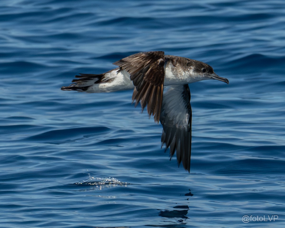 Atlantiksturmtaucher - ML642672392