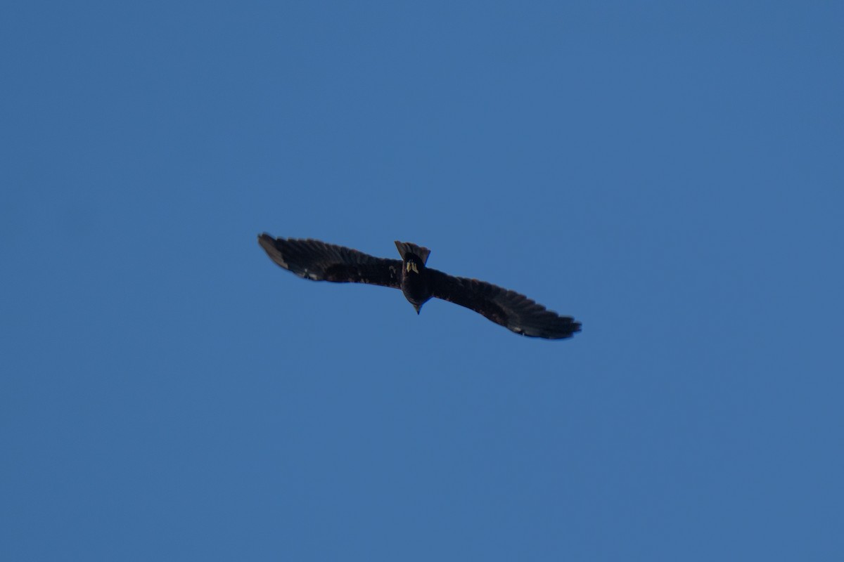 Western Marsh Harrier - ML642672395