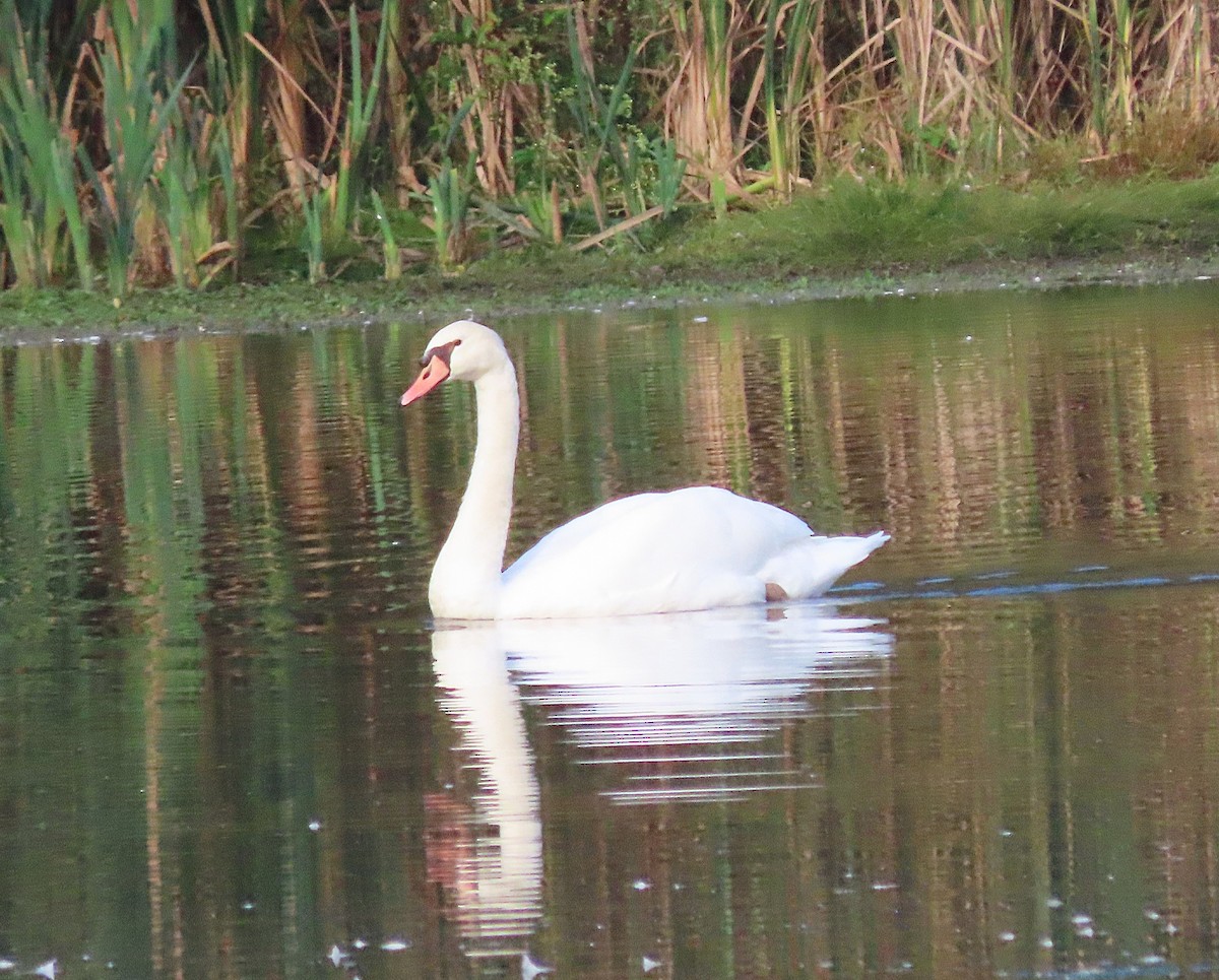Höckerschwan - ML642672398