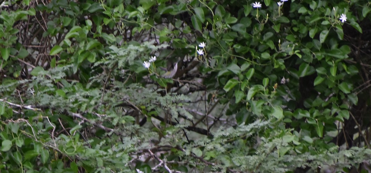 Puerto Rican Mango - ML642672405