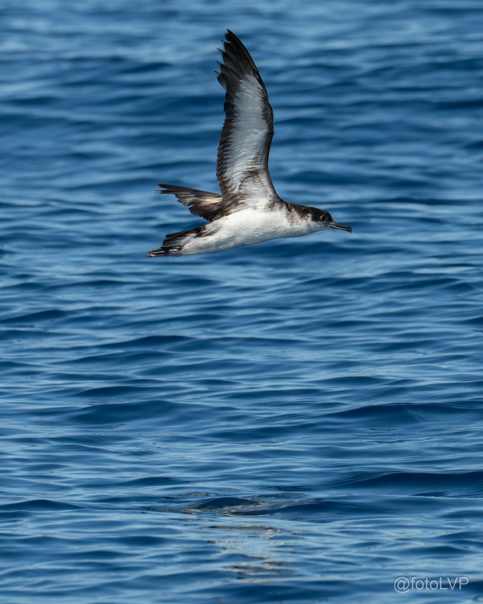 Atlantiksturmtaucher - ML642672407