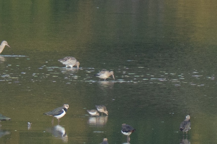 Малый веретенник - ML642672409