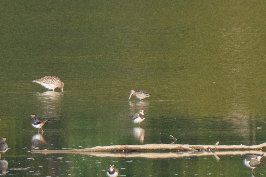 Малый веретенник - ML642672410