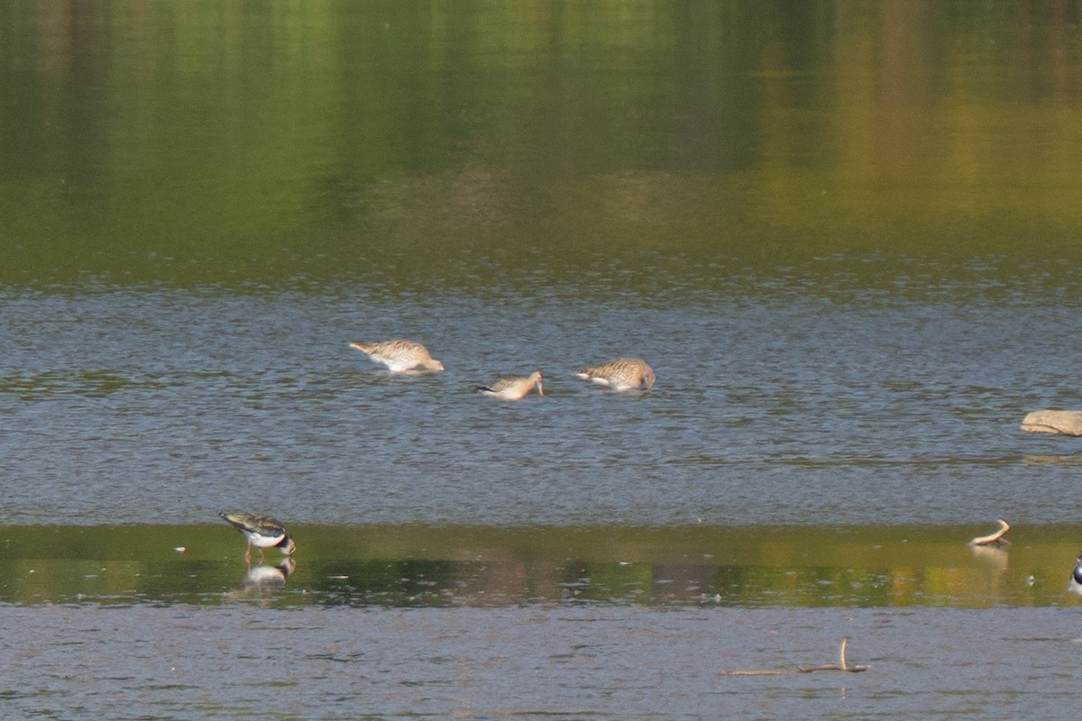 Малый веретенник - ML642672411