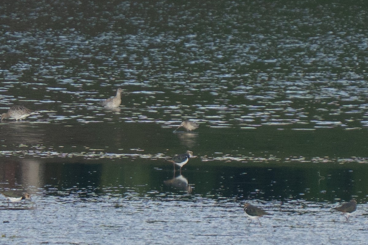 Малый веретенник - ML642672412