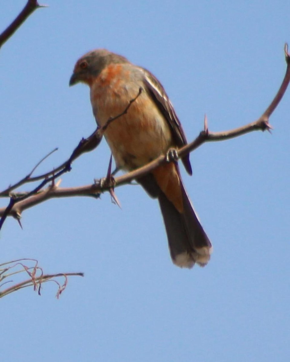 Rara du Paraguay - ML642672414
