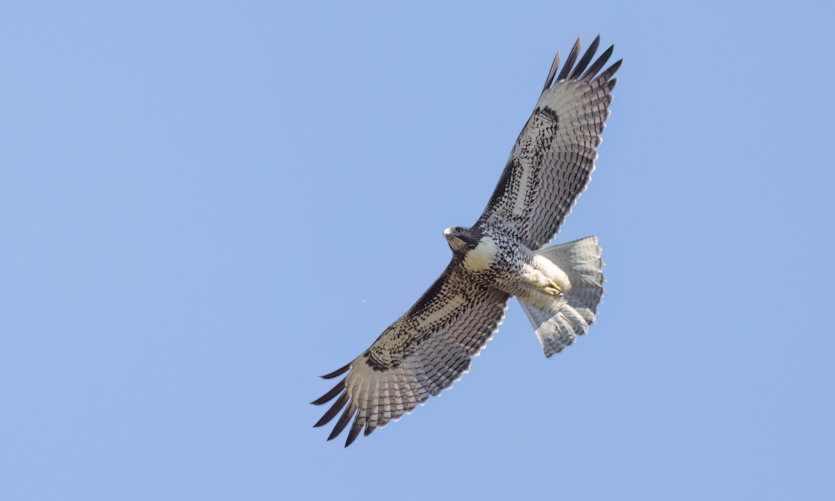 Red-tailed Hawk (calurus/alascensis) - ML642672419
