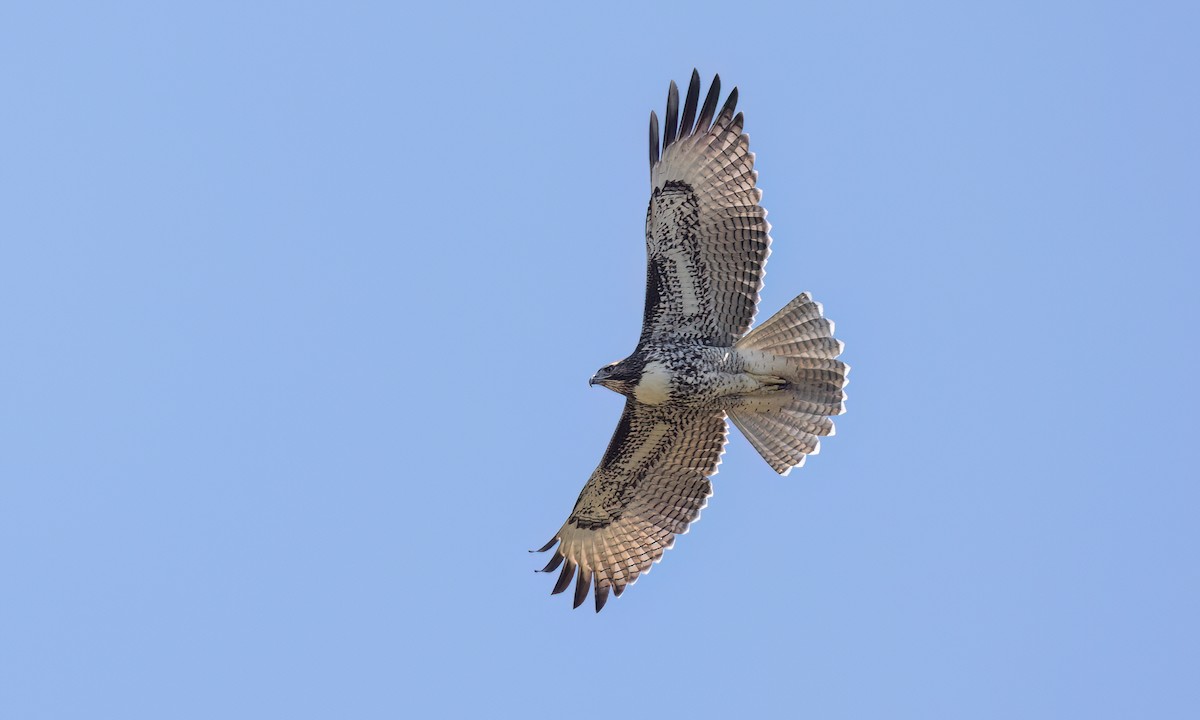 Red-tailed Hawk (calurus/alascensis) - ML642672420