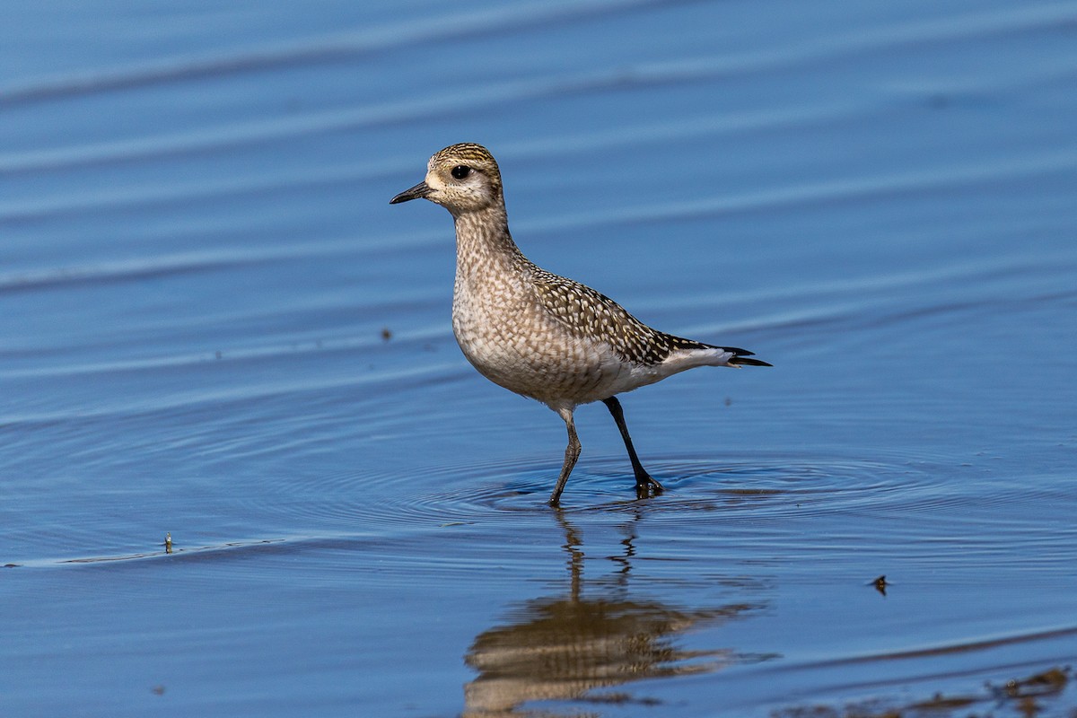 American Golden-Plover - ML642672424