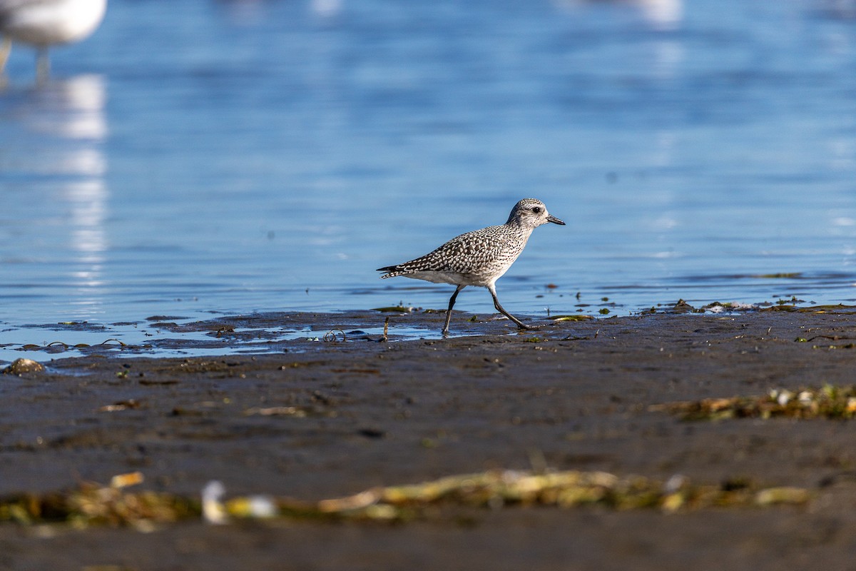 Black-bellied Plover - ML642672426