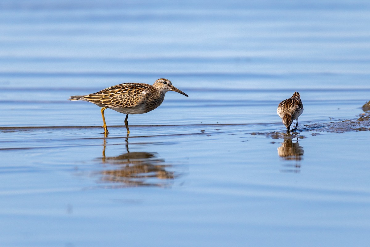 Pectoral Sandpiper - ML642672441