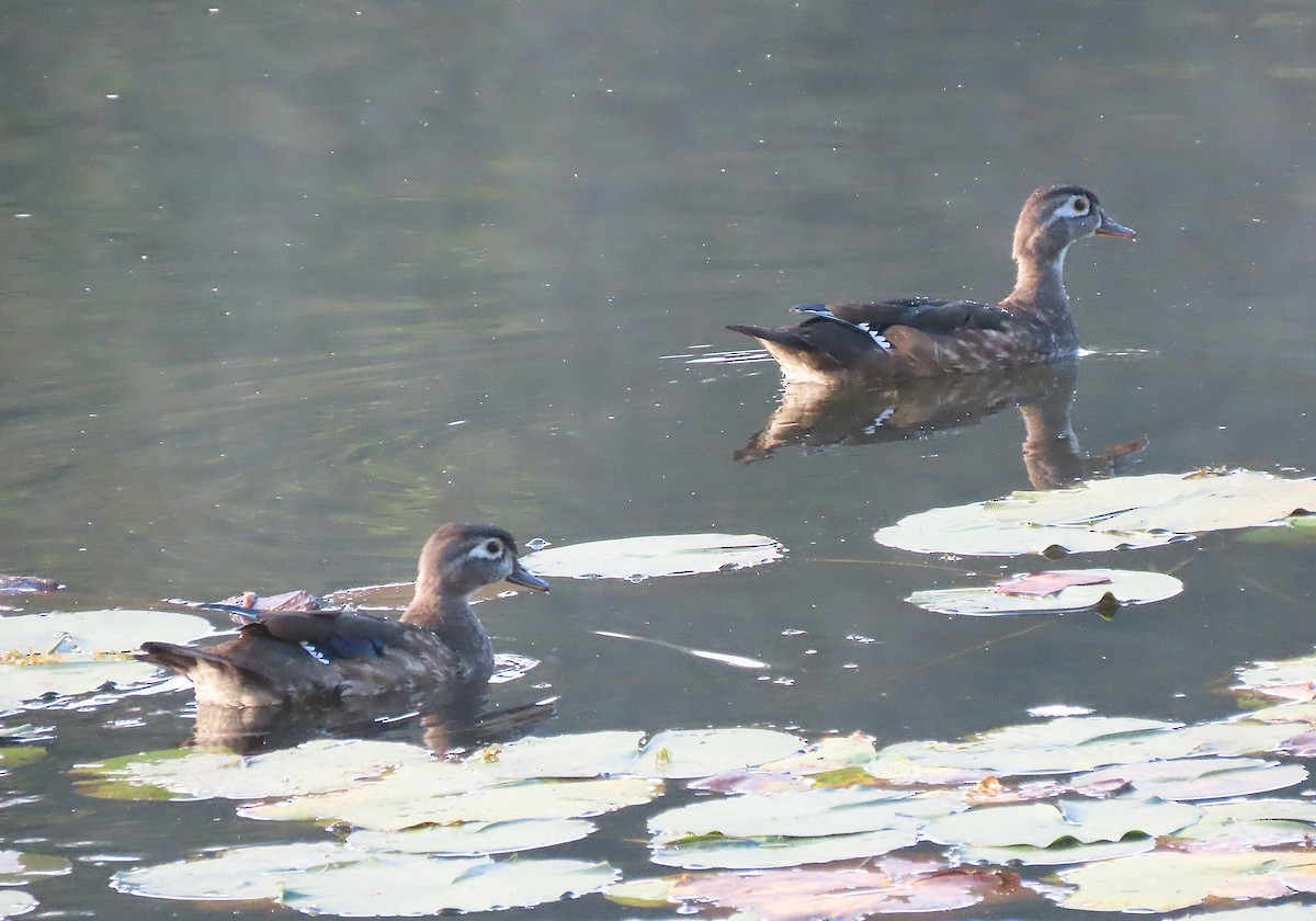Wood Duck - ML642672443