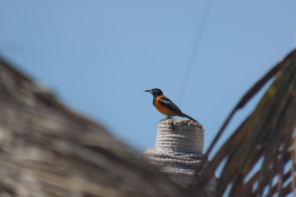 Venezuelan Troupial - ML642672444