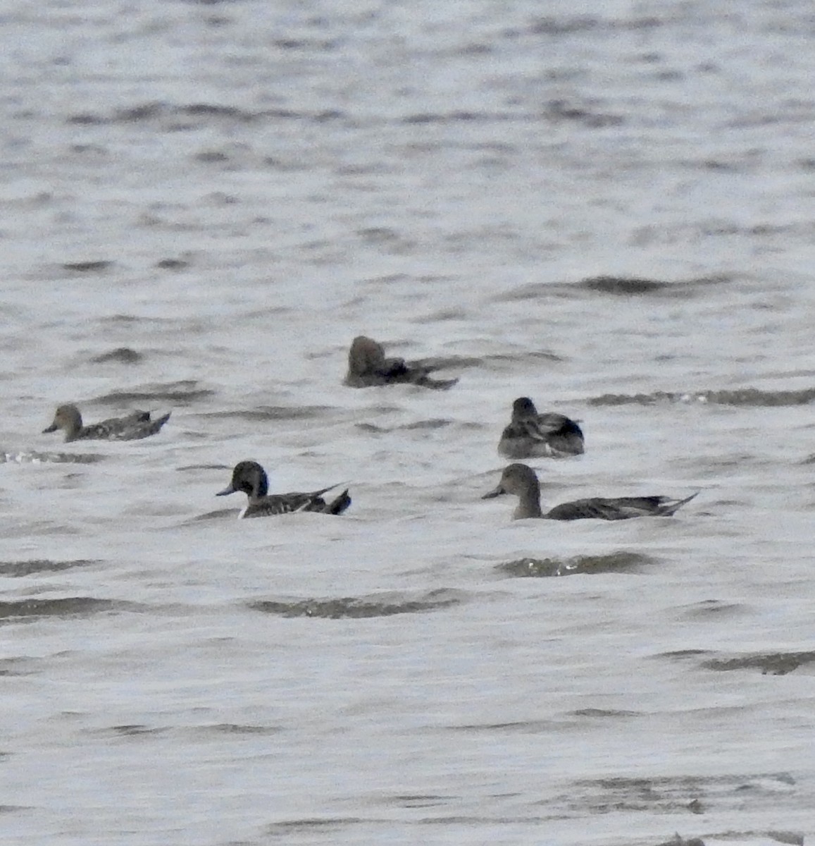 Northern Pintail - ML642672446