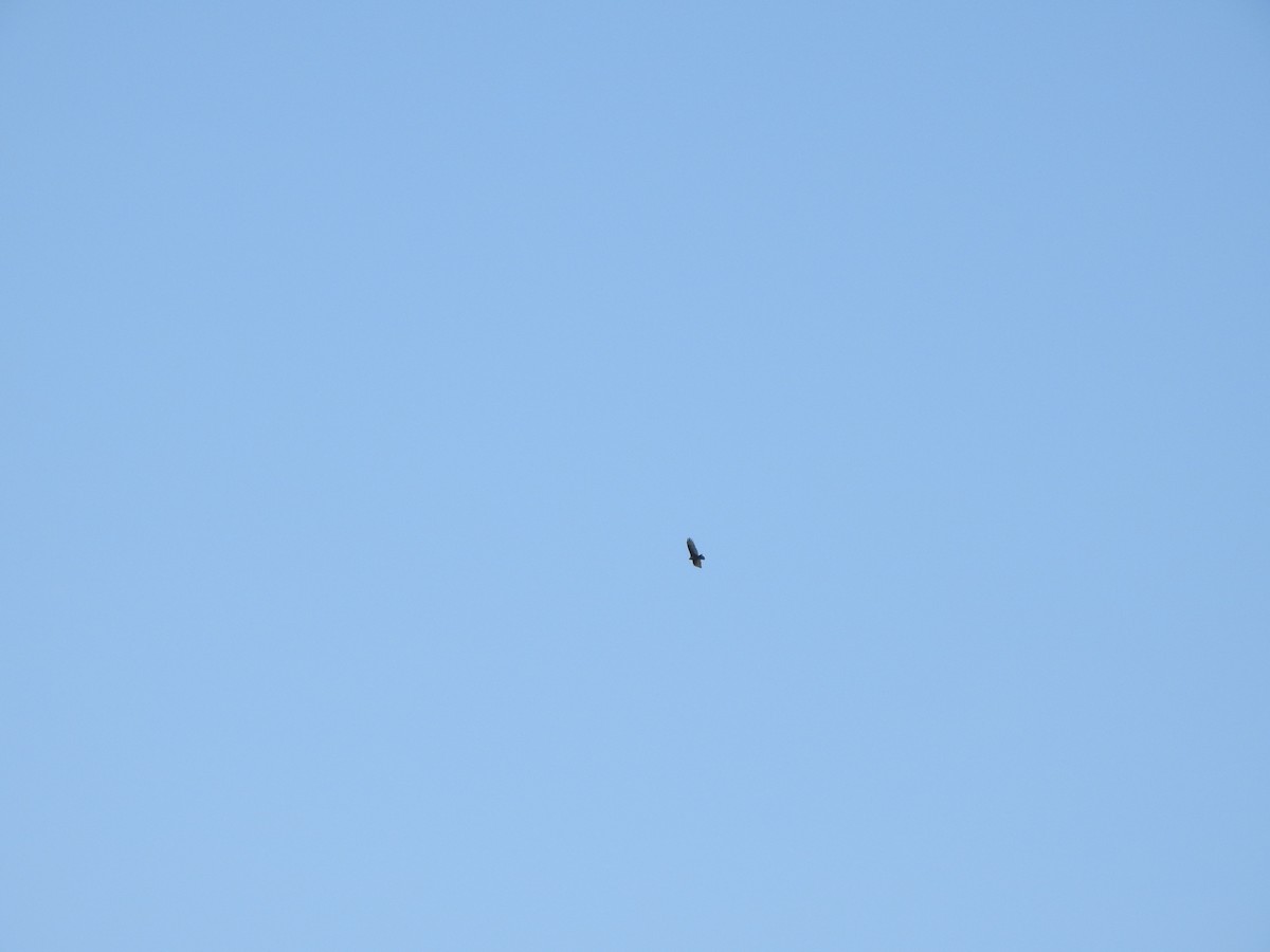 Turkey Vulture - ML642672454