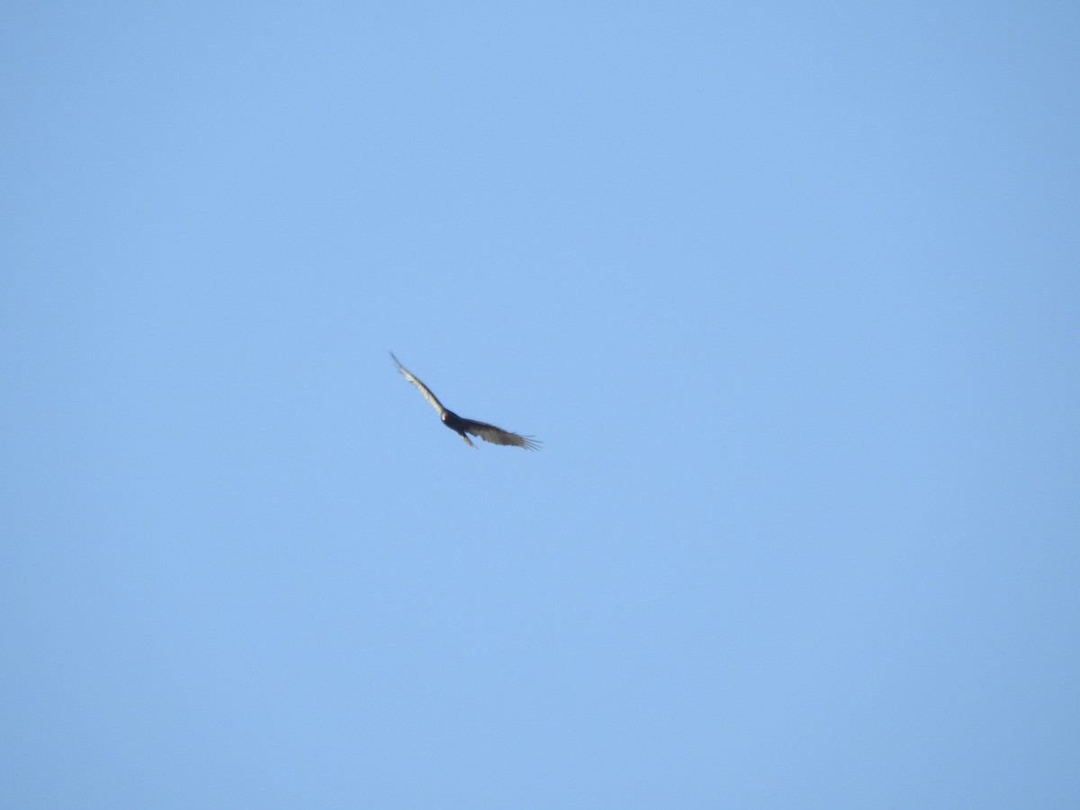 Turkey Vulture - ML642672455