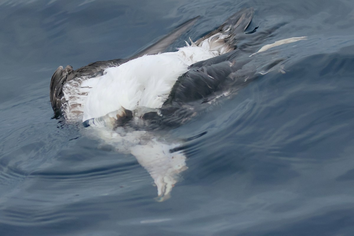 Pink-footed Shearwater - ML642672462