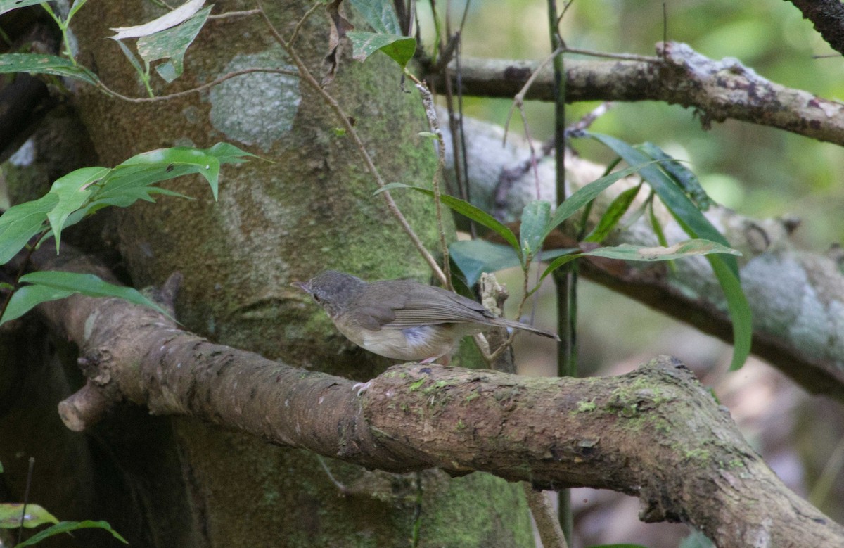 Sumatran Babbler - ML642672502