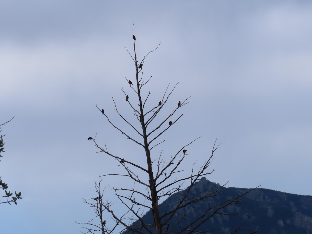 Red Crossbill - ML642672503